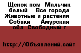Щенок пом. Мальчик белый  - Все города Животные и растения » Собаки   . Амурская обл.,Свободный г.